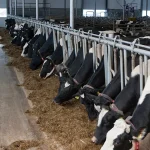 Sustainable dairy farming in arid climates through our energy-efficient cooling technology
