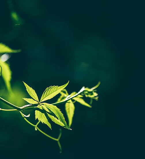 International Green Mark